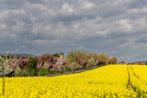 Frühjahr blühende Landschaften blühende Baumallee Teufelsmühle Warnstedt photo