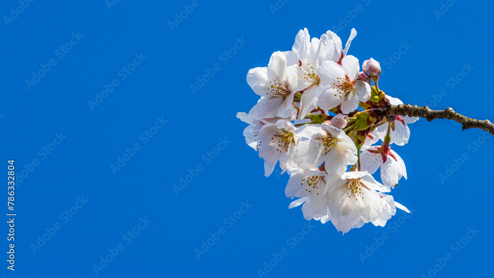 桜の花と青空 桜の花と青空