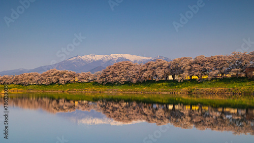 Shiroishi River Bank Hitome Senbonzakura   reflection   Japan   cherry blossoms