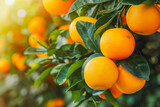 Bunch of fresh ripe oranges hanging on a tree in orange garden.