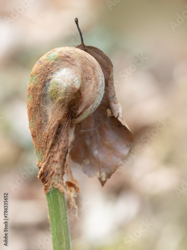 Last autumn, this spring. Brown autumn leaf clinging to unfurling fern in spring. Nature UK. photo