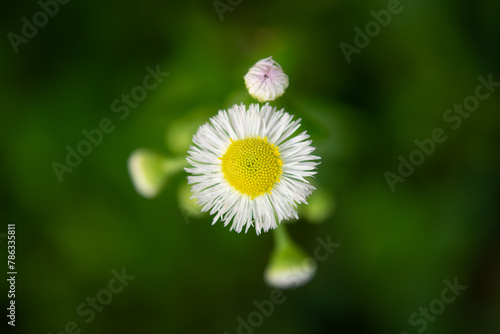 White flowers of daisy fleabane blooming in spring.