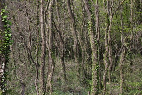 Trees in relict forest 