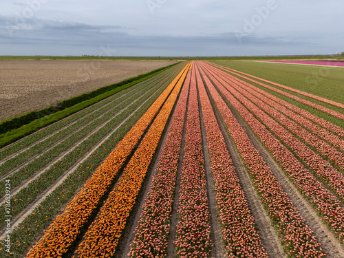 Colorful Canvas: Orange Tulip Flower Fields in the Netherlands (ID: 786339224)