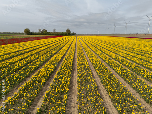 Aerial View: Yellow and Red Tulips Blanketing Dutch Flower Fields (ID: 786339298)