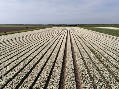 Aerial View: White Tulip Fields in Dutch Flower Bulb Region (ID: 786339830)