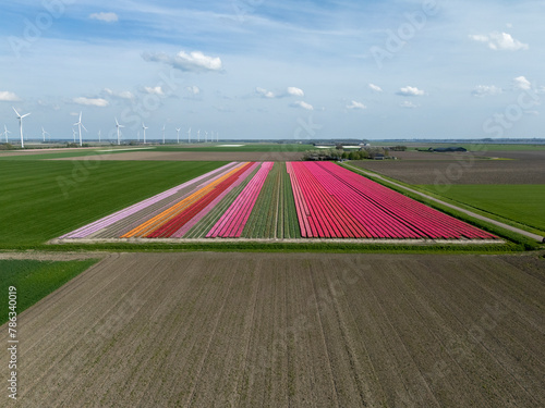Tulip Extravaganza: Aerial Perspective of Multicolored Fields in Netherlands (ID: 786340019)