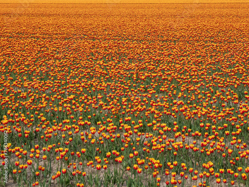 Colorful Canvas: Orange Tulip Flower Fields in the Netherlands (ID: 786340062)