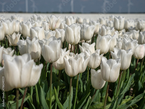 White Tulip Fields in Dutch Flower Bulb Region (ID: 786340221)