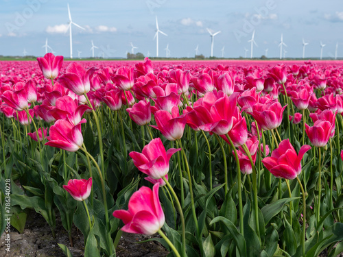 Pink Paradise: Tulip-Adorned Flower Bulb Fields in the Netherlands (ID: 786340228)