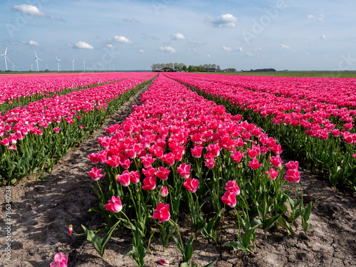 Pink Paradise: Aerial Shot of Tulip-Adorned Flower Bulb Fields in the Netherlands (ID: 786340238)
