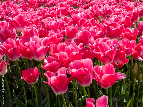 Pink Paradise: Tulip-Adorned Flower Bulb Fields in the Netherlands (ID: 786340246)
