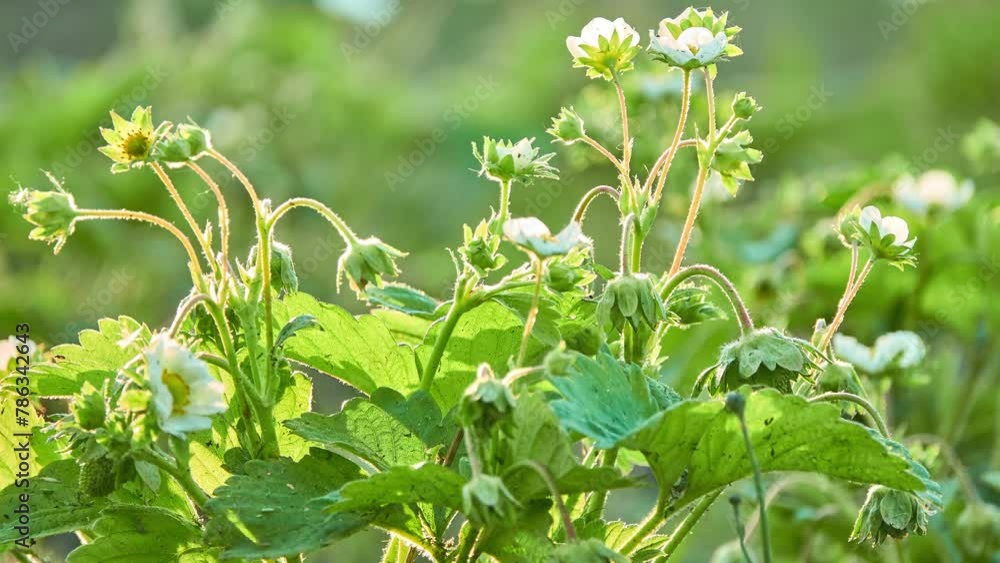 Blooming strawberry. Musk strawberry or hautbois strawberry (Fragaria moschata), is species of strawberry native to Europe. Its French name hautbois strawberry may be anglicised as hautboy strawberry. Blooming strawberry. Musk strawberry or hautbois strawberry (Fragaria moschata), is species of strawberry native to Europe. Its French name hautbois strawberry may be anglicised as hautboy strawberry.