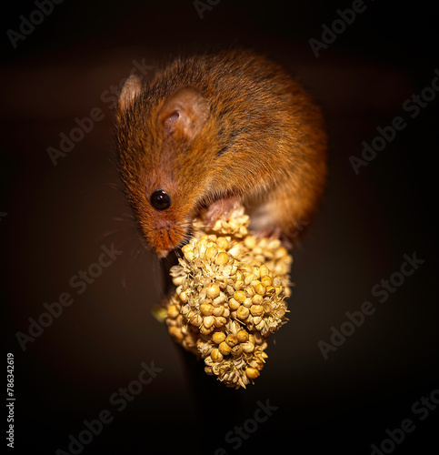 Harvest mouse with millet sitting
