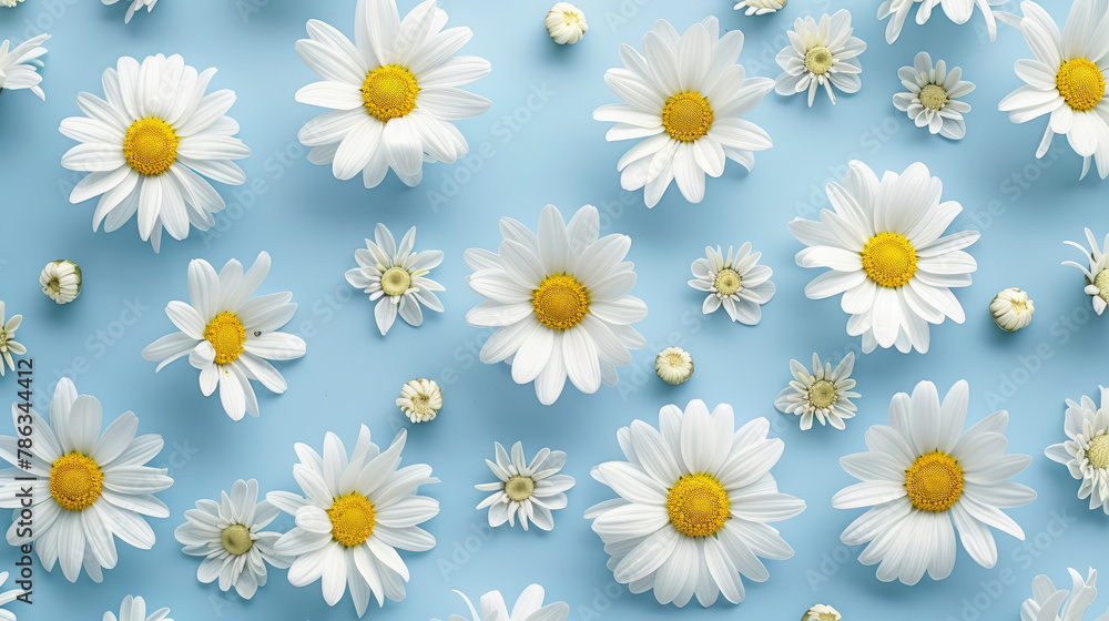 White Daisy Flowers On Blue Background. Fresh And Clean Floral Pattern. Purity Of Nature. White Daisy Flowers On Blue Background. Fresh And Clean Floral Pattern. Purity Of Nature.