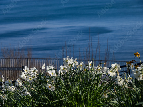 Walking around the Great Orme, Llandudno North wales photo