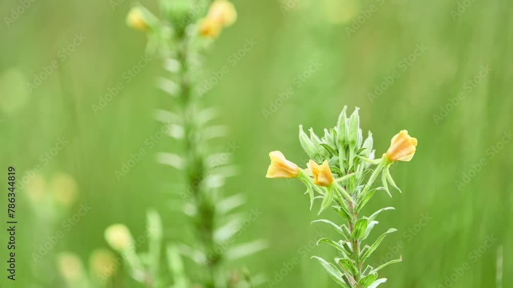 The biennial donkey, Enotera biennial or Flight (Oenothera biennis) is a biennial plant of the Cypress family, originally from North America. In horticulture, varieties of hybrid origin are bred. The biennial donkey, Enotera biennial or Flight (Oenothera biennis) is a biennial plant of the Cypress family, originally from North America. In horticulture, varieties of hybrid origin are bred.
