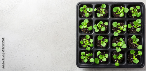 microgreens growing in containers. banner with copy space, top view