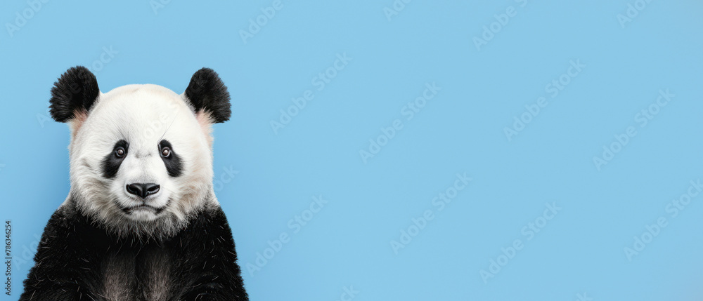A captivating close-up portrait of a Giant Panda with a vivid blue background that highlights the striking features of the panda