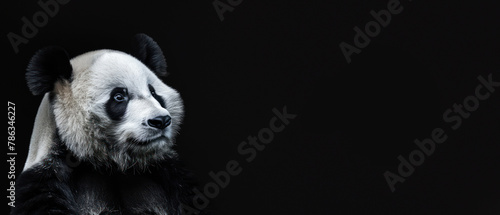 A highly detailed photo of a Giant Panda with an attentive and inquisitive look against a dark setting © Fxquadro