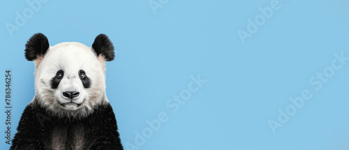 A captivating close-up portrait of a Giant Panda with a vivid blue background that highlights the striking features of the panda © Fxquadro