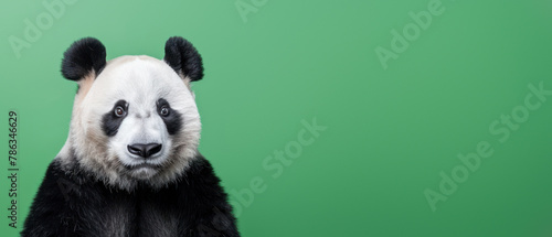 An upward gaze of a Giant Panda against a fresh green background  highlighting the panda s curious look