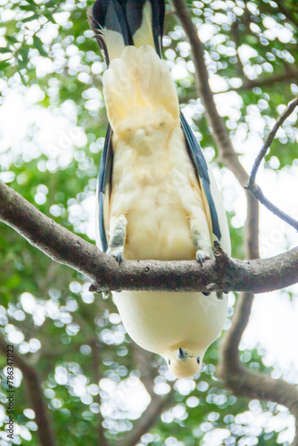 Fototapeta Naklejka Na Ścianę i Meble -  木の上から下をのぞく白い鳩