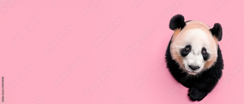 Obraz premium A curious panda bear gazes upward, the pink background emphasizes its inquisitive and whimsical nature