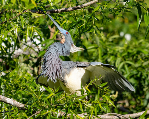 tri-colored heron perched in a small tree presenting its breeding plumage 