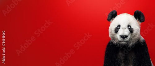 A powerful portrait of a panda with a captivating gaze set against a vibrant red background that evokes emotions and grabs viewer's attention