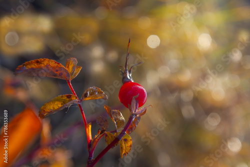 Rosehip berry on a branch with yellowing leaves with flower bokeh in the background