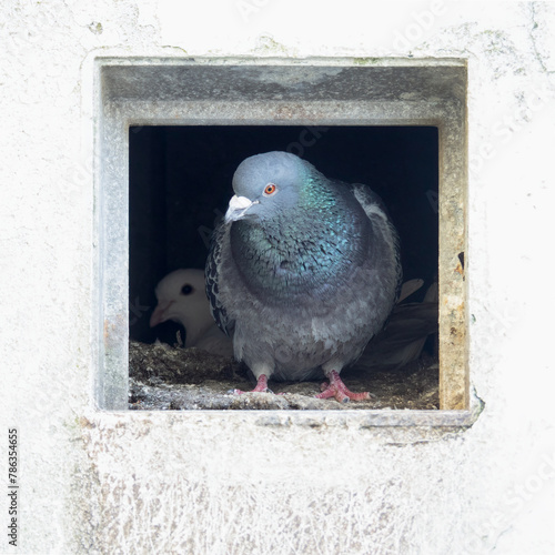 Pair of urban, town-dwelling pigeons in nest, Spring, UK.