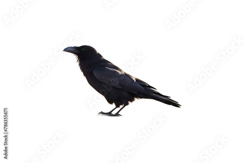 blackbird isolated on white background