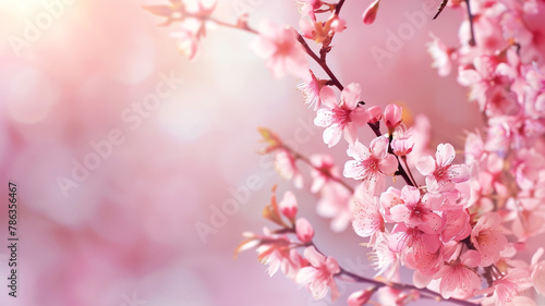 Mother's day background with copy space. Japanese sakura blooming. Right side composition