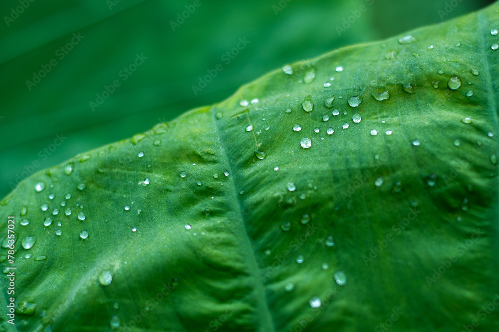 dew on Colocasia gigantea leaves dew on Colocasia gigantea leaves
