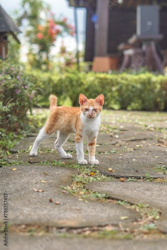stray orange cat on the park street
