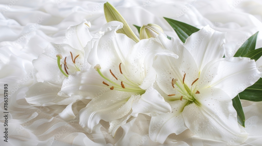 Funeral lily on white background providing generous space for convenient text placement