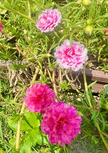 Red andpink flowers