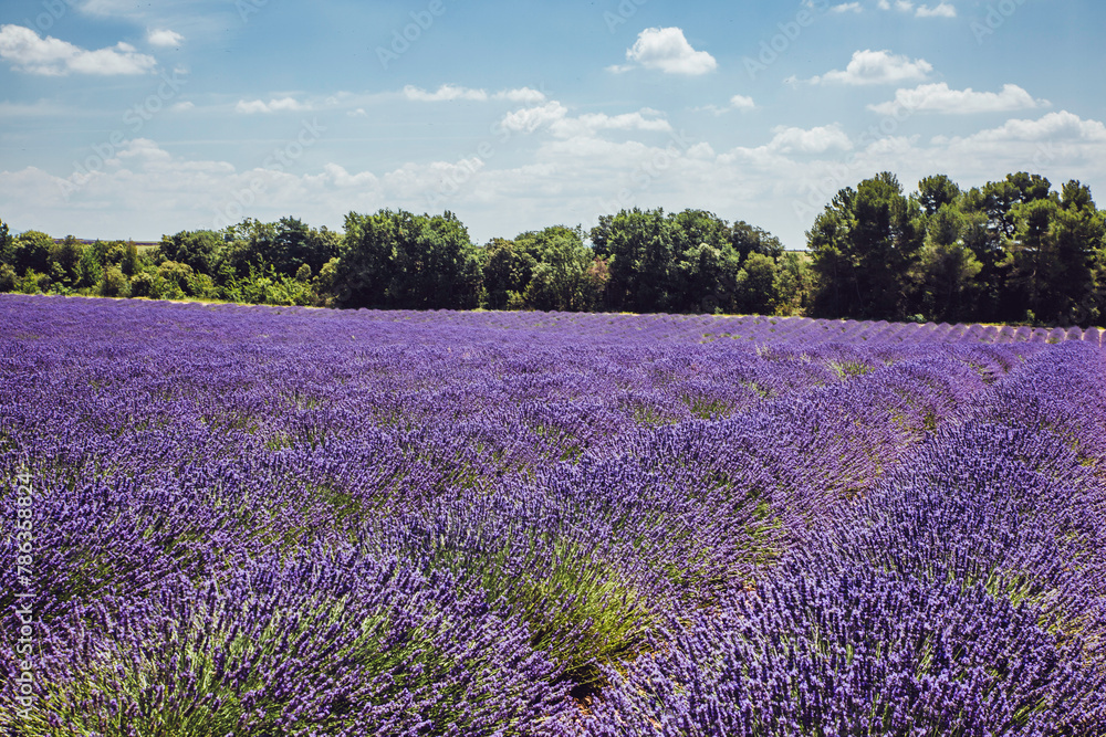 Naklejka premium Champ de lavande à Valensole en Provence dans le sud de la France