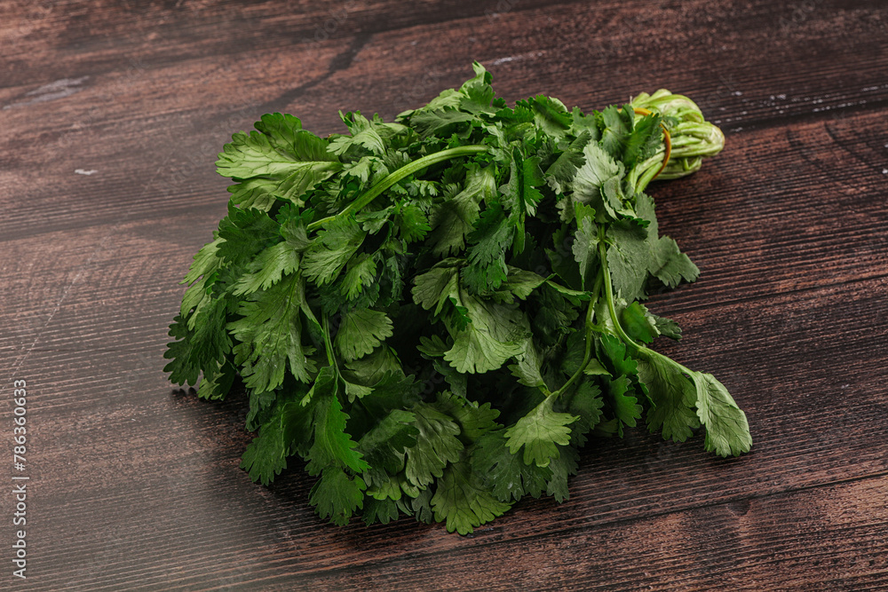 Fresh green cilantro branches heap Fresh green cilantro branches heap