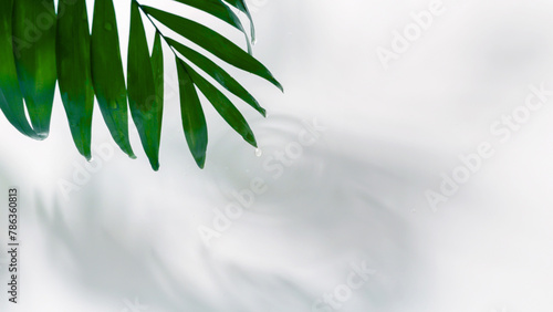 isolated wet palm leaf with shadow over white water surface, spa background with copy space for wellness, beauty care and beach vacation