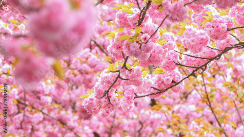 bright pink cherry blossom in april, closeup of cherry tree branches in sunshine, beauty of nature