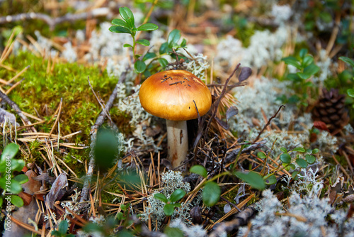 A yellow edible mushroom russula in the forest. Natural background, selective focus.