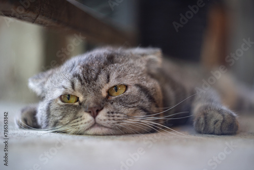 Relaxed cat lying on floor with blurred background. Super senior cat sleeping or napping peaceful sideways. female, long hair tabby cat. Selective focus.