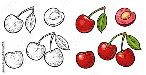 Whole and half cherry berry with leaf. Vector engraving © MoreVector