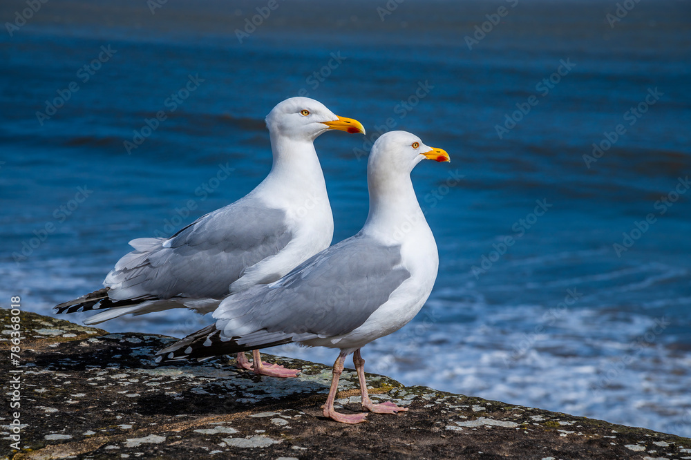 A view of a pair of seagulls on outer harbour wall in Saundersfoot, Wales on a bright spring day A view of a pair of seagulls on outer harbour wall in Saundersfoot, Wales on a bright spring day