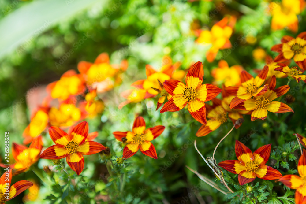 Spring flower garden with morning day light, nature background, beautiful yellow flower with red pattern Spring flower garden with morning day light, nature background, beautiful yellow flower with red pattern