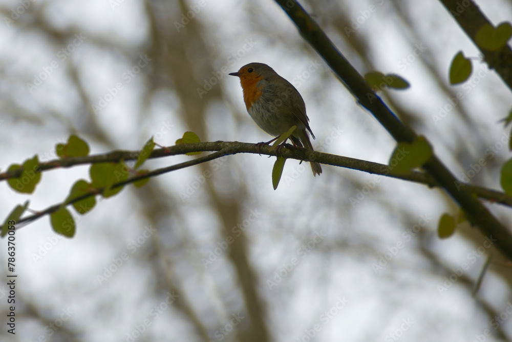 European robin (Erithacus rubecula) sitting on a tree branch in Zurich, Switzerland European robin (Erithacus rubecula) sitting on a tree branch in Zurich, Switzerland