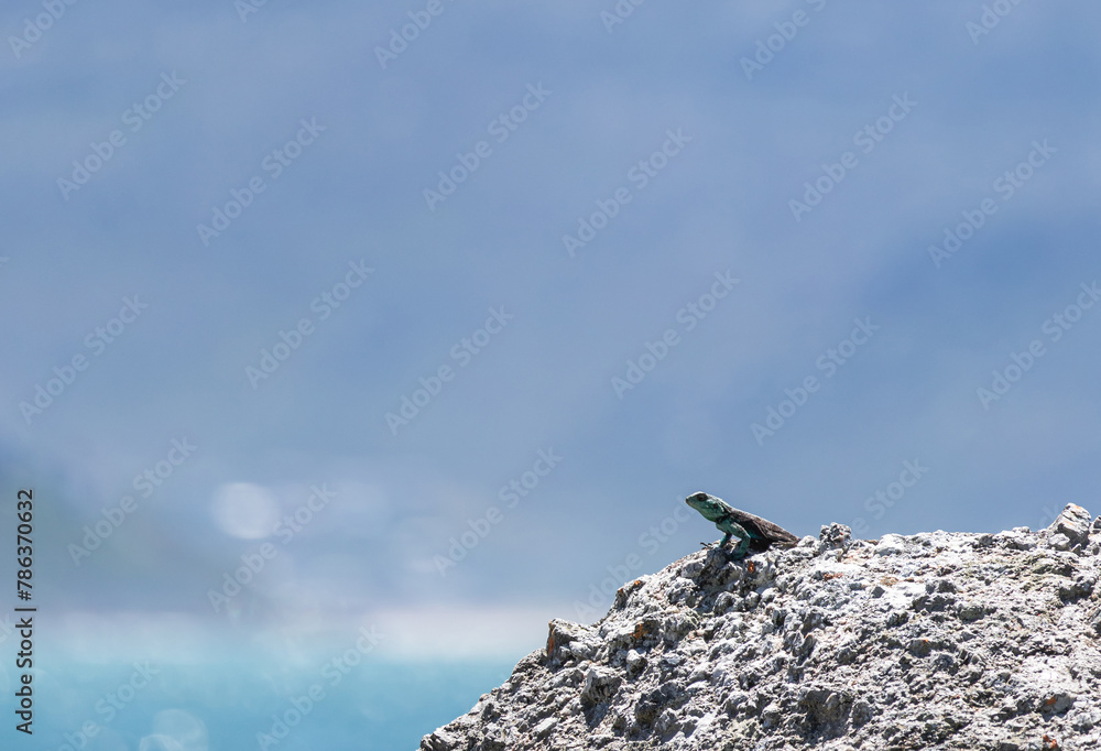 Small cute animal lizard in wildlife on rock in lower right corner of frame looks into the distance. Summer nature animal wallpaper. Blue color background. Copy space. Summer South Africa