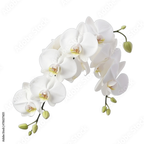 beautiful flower arrangement of white orchid SVG isolated on transparent background